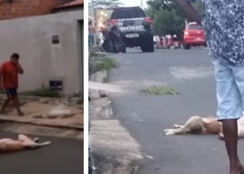 Cães são mortos a tiros dentro de casa durante ação policial no bairro Matinha